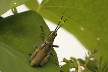 colourful grasshopper