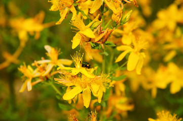 gelb blühende Heilpflanze, das Johanniskraut
