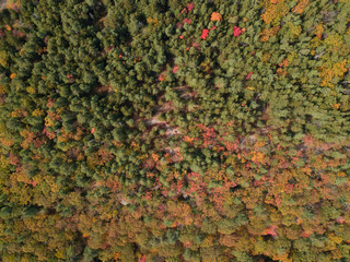 Aerial Forest Autumn