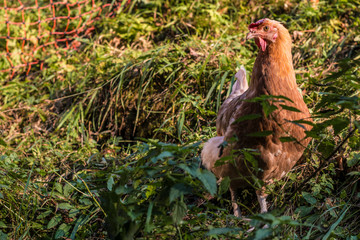 Glückliche Hühner in Freilandhaltung