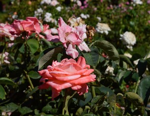 pink rose in the garden