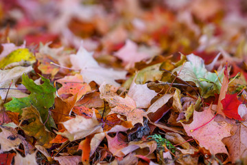 Buntes Herbstlaub auf dem Waldboden