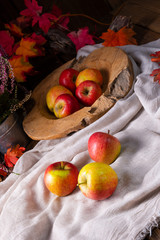 Malus sylvestris, the tasty European crab apple,