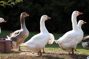 Peaceful autumn photo taken at the poultry farm in the countryside