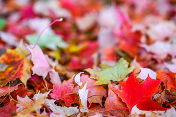 Buntes Herbstlaub auf dem Waldboden