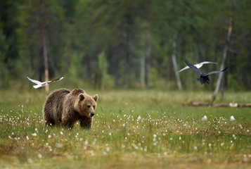 Eurasian Brown bear in the swamp