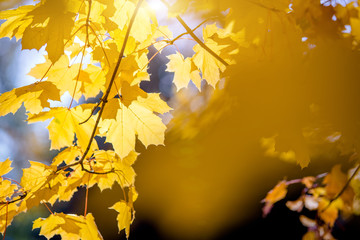 Naklejka na ściany i meble Autumn background - yellow maple leaves closeup 