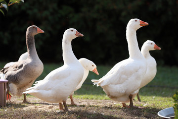 Peaceful autumn photo taken at the poultry farm in the countryside