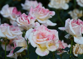 Beautiful white and pink flowers in a garden