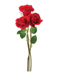 Bouquet of roses, isolated on white. Realistic vector 3d illustration - 228552486