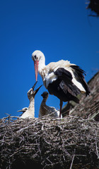 Feeding stork