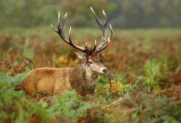 Naklejka na ściany i meble Close up of a red deer in autumn
