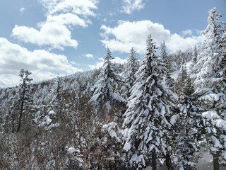 Fresh mountain powder covers alpine trees after heavy winter snowfall