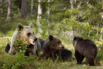 Brown bear mother with cubs