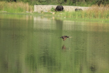 flying bird upto water