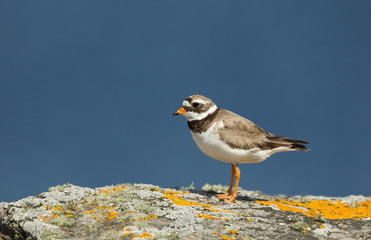 Common Ringed Plover standing on a rock