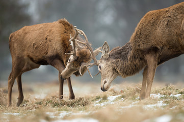 Close up of Red deer fighting