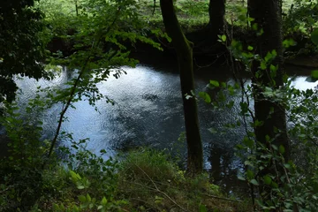 Fotobehang bomen gereflecteerd in het riviertje de geul in Zuid-Limburg © henkbouwers