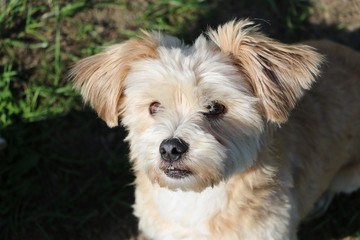 small funny havanese is sitting in the garden and looking up to the camera