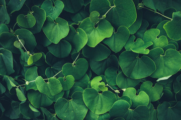 Green background pattern. Lush green heart-shaped leaves.