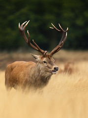 Close up of a Red deer stag