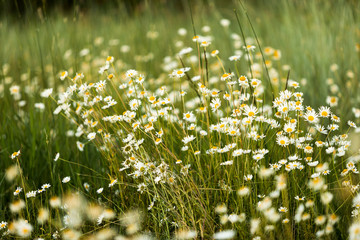 A field of daisies in the summer © Janisphoto