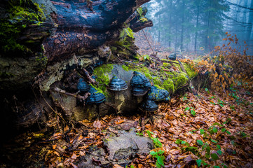 In the middle of a forest