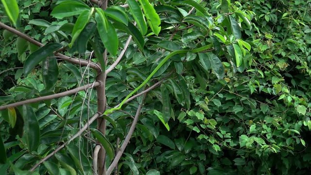 Oriental Whip Snake (Ahaetulla prasina) on Tree Branch
