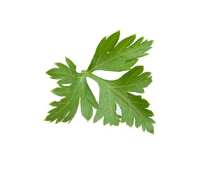 Green leaf of parsley