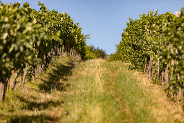 Fototapeta na wymiar Vineyards in the Tokaj region