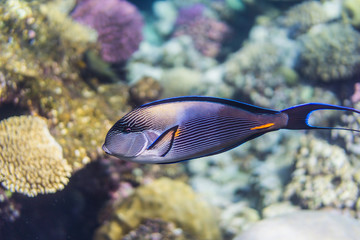 Fototapeta na wymiar Sohal surgeonfish