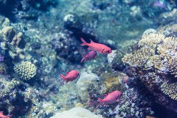 soldierfish