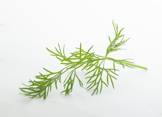 Fresh green branch of dill