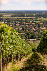 Fototapeta na wymiar Vineyards on a hill with the city of Tokaj in the distance