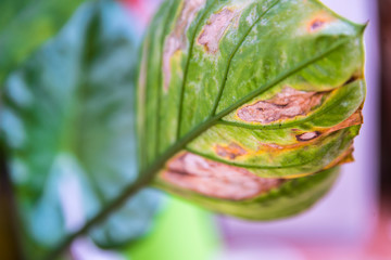 Calathea planta de adorno preciosa naturalmente verde que acompaña a todos los jardines y cuya hoja alcanza un tamaño considerable