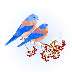 Birds thrush small Bluebirds  songbirdons on on snowy tree rowan and berry winter background vintage vector illustration editable hand draw