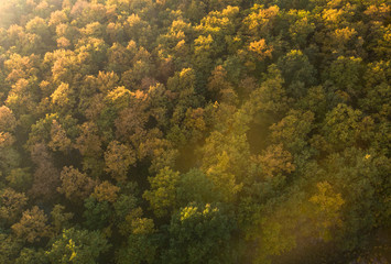 Autumn forest - aerial view
