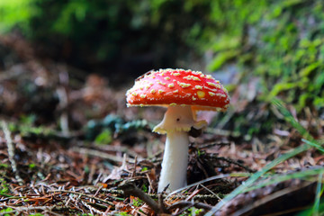 fly amanita mushroom in the forest