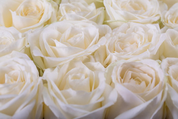 Abstract background of flowers. Roses
