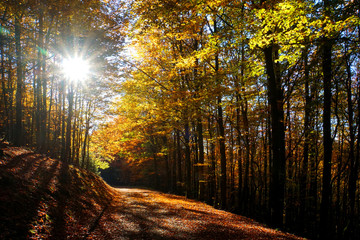 Buchenwald im Herbst