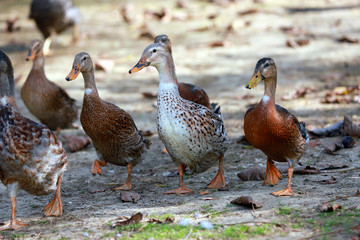 Peaceful autumn photo taken at the poultry farm in the countryside