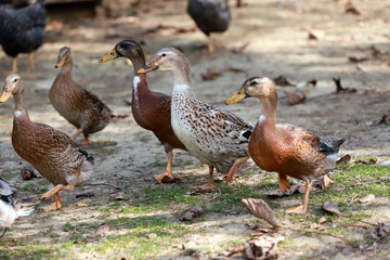 Peaceful autumn photo taken at the poultry farm in the countryside