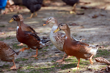 Peaceful autumn photo taken at the poultry farm in the countryside