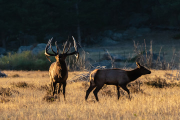 Regal Bull Elk Bugling