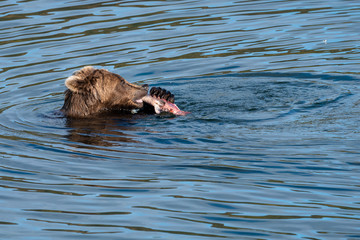 Fototapeta premium Brown bear eating a salmon in the Brooks River, Katmai National Park, Alaska, USA 
