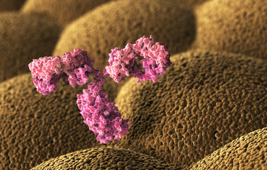 Human antibody (immunoglobulin)