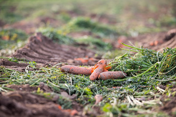 Reife, saftige Karotten auf geerntetem Karottenfeld