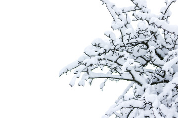Winter snow tree