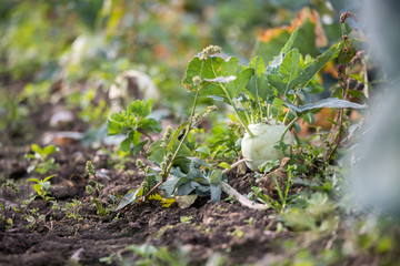 Reife, saftige Kohlrabi auf geerntetem Feld