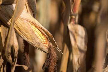 Reifer, gelber Mais auf Maisfeld 